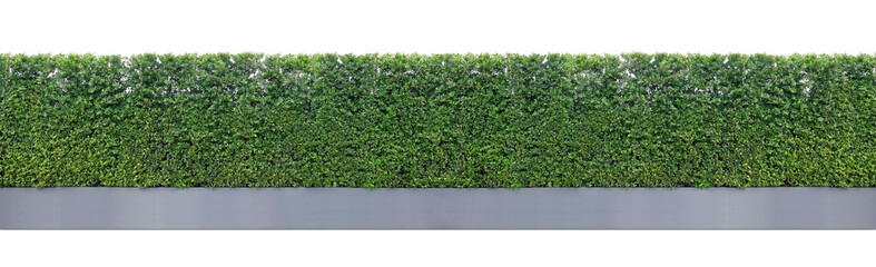 cement pot and green hedges. upper part  isolated on white background