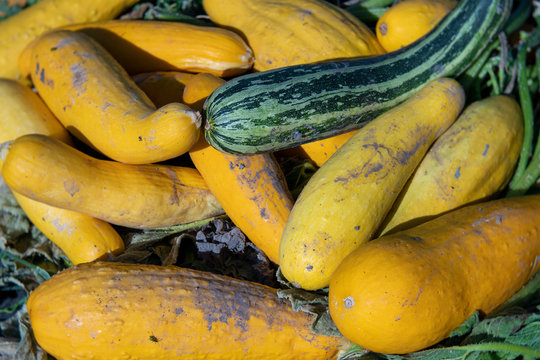 Freshly Harvested Striped Zucchini and Yellow Summer Squash in a Pile