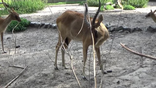 Kob nilowy (Kobus megaceros) - gatunek antylopy