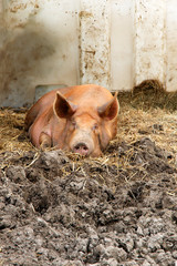 Pig snoozing.