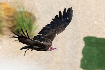 Vautour en vol