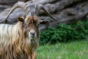 Stolzer Ziegenbock oder Geißbock als Leithammel einer eingezäunten Ziegenherde flämt im...