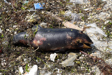 body of a dead dolphin cub lies on the shore. The dead dolphin in the Cimes bay.
