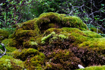 Greenery and Moss