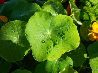 green leaf with water drops