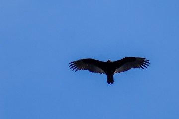 Fototapeta na wymiar soaring bird of prey