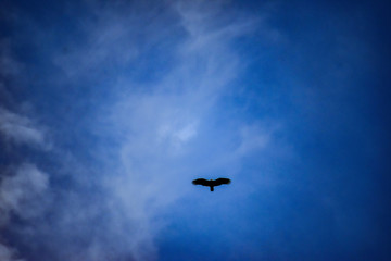 Fototapeta na wymiar bird of prey flying in the sky