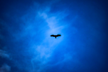 bird of prey flying in the sky
