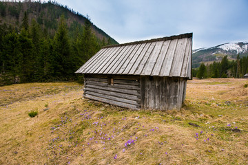 Zakopane, Poland - Apr 13 2018. Purple crocus flowers blooming in Chocholowska valley during spring season, Tatra Mountains, Poland © Zedspider