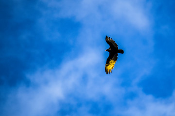 flying high in the sky