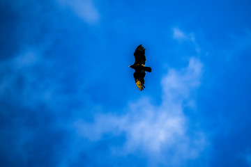 flying in the sky