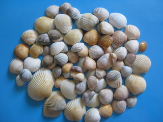 Multicolored sea shells on bright blue background
