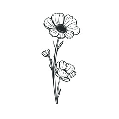 Beautiful hand drawn anemones isolated on white background. Vector floral illustration. Free hand sketch of anemone flowers. 