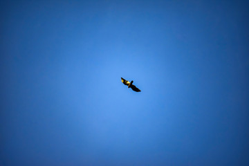 bird of prey flying high in the sky
