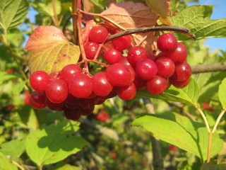 Bunch of beautiful arrowwood red berries in sunshine on green leaves background