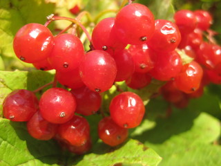 Bunch of beautiful arrowwood red berries in sunshine