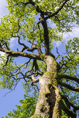 Trunk and treetop of a very old oak tree in spring in a German nature reserve, called Sababurg