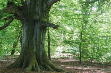Fototapeta premium Very old beech in spring in a German nature reserve, called Sababurg; some young beech trees around; morning light