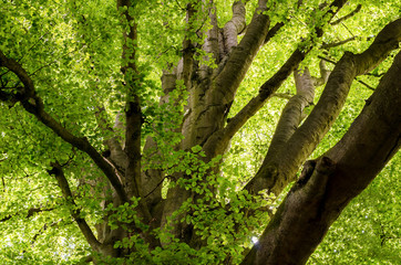 Fototapeta premium Treetop of an old large beech tree in a German nature reserve called Sababurg