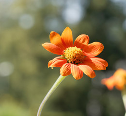 Fleur de Gerbéra (Gerbera) aux pétales simples qui ressemble à une marguerite géante orange foncé avec un disque central jaune au sommet de hautes tiges