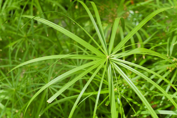 Giant troipcal leaf in Rain forest style environment