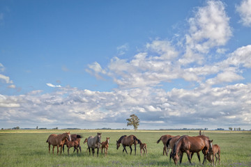 Wild polo horses in Argentina