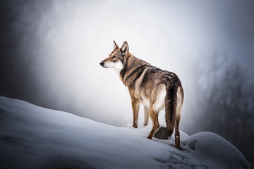 Wolfdog portrait in natural environment with snow in winter