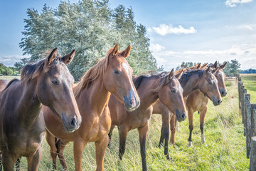 Polo horses in a row