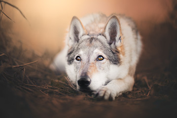 Wolfdog portrait in natural environment