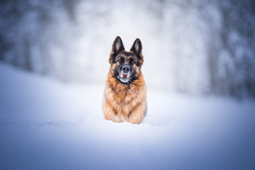 German shepherd dog in natural environment