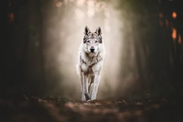 Fotobehang Wolfhondportret in natuurlijke omgeving in een bos © Cecilia
