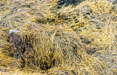 The seaweed in Norwegian fjords - tides out but green and brown seweed remains on the coast of Alsta Island. Close to Sandnessoen town, Norway