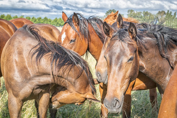 Pferdeherde © DerRoteDrache