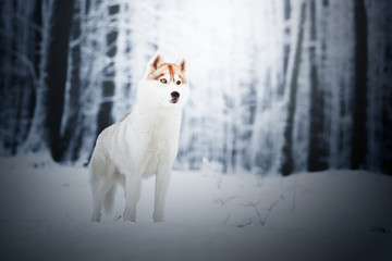 Husky in the snow in warm winter light