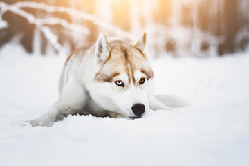 Husky in the snow in warm winter light