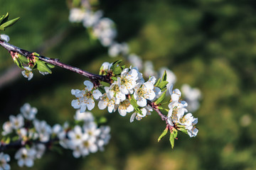 Flowering tree branch closeup.