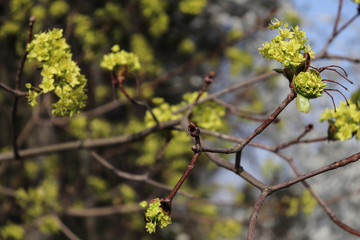 Yellow flowers on a tree branch in spring, closeup.