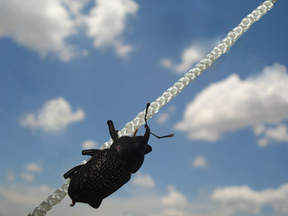 a beetle climbing