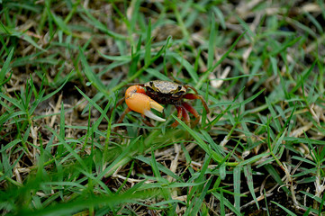 Crab with broken claw