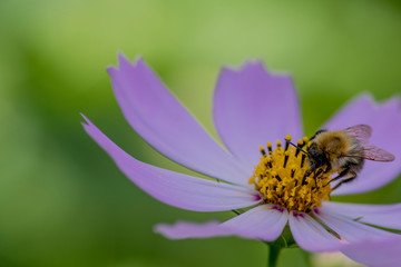 Fototapeta premium Macro Cosmea(Cosmos) summer flower with bee. Close-up flower and bee on green background. Background wallpaper, gift card, advertising booklet