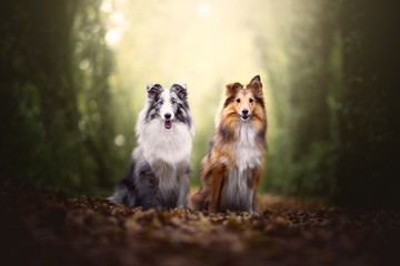 Shetland shepherd in natural environment with beautifil light, bokeh