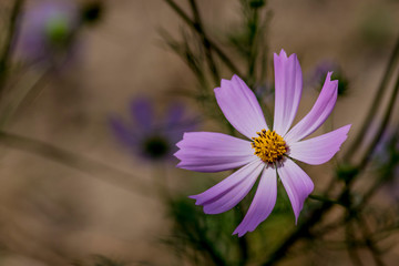 Close up Cosmea(Cosmos) summer garden flower. Beautiful pink flower on green background.