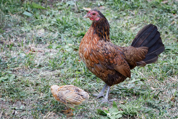 Little chickens with bright plumage and a chicken mother walk around the farm yard, peck grass and grains, selective focus