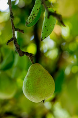 Organic green pear on the branch tree. Pear on tree in fruit garden with green background. Pear leaves