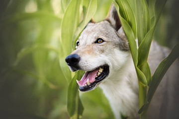 Wolfdog portrait in natural environment in a corn field