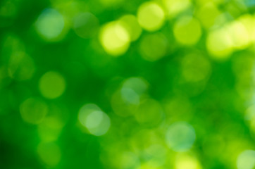 Fototapeta premium Green bokeh background from nature forest out of focus