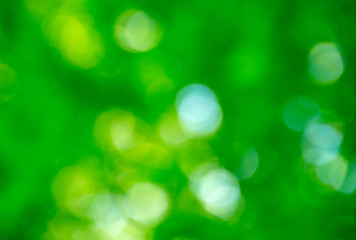 Green bokeh background from nature forest out of focus