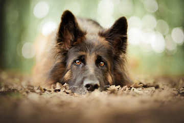 German shepherd dog in natural environment
