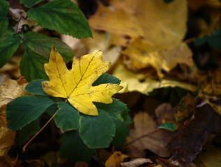 background texture of yellow leaves autumn leaf background