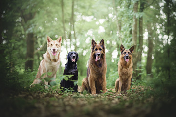 Group of four dogs in a forest, natural environment